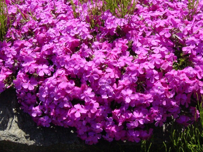 http://kuyu.jp/diary/upload/2006/06/ishikari%20002-thumb.jpg