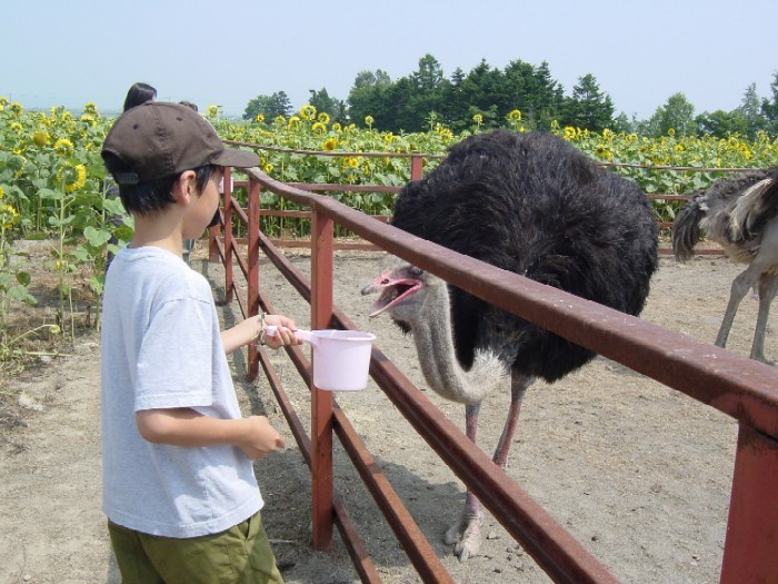 http://kuyu.jp/diary/upload/2006/08/himawari%20036-thumb.jpg